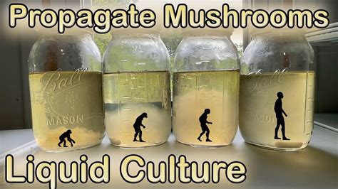 how to make liquid culture for mushrooms.